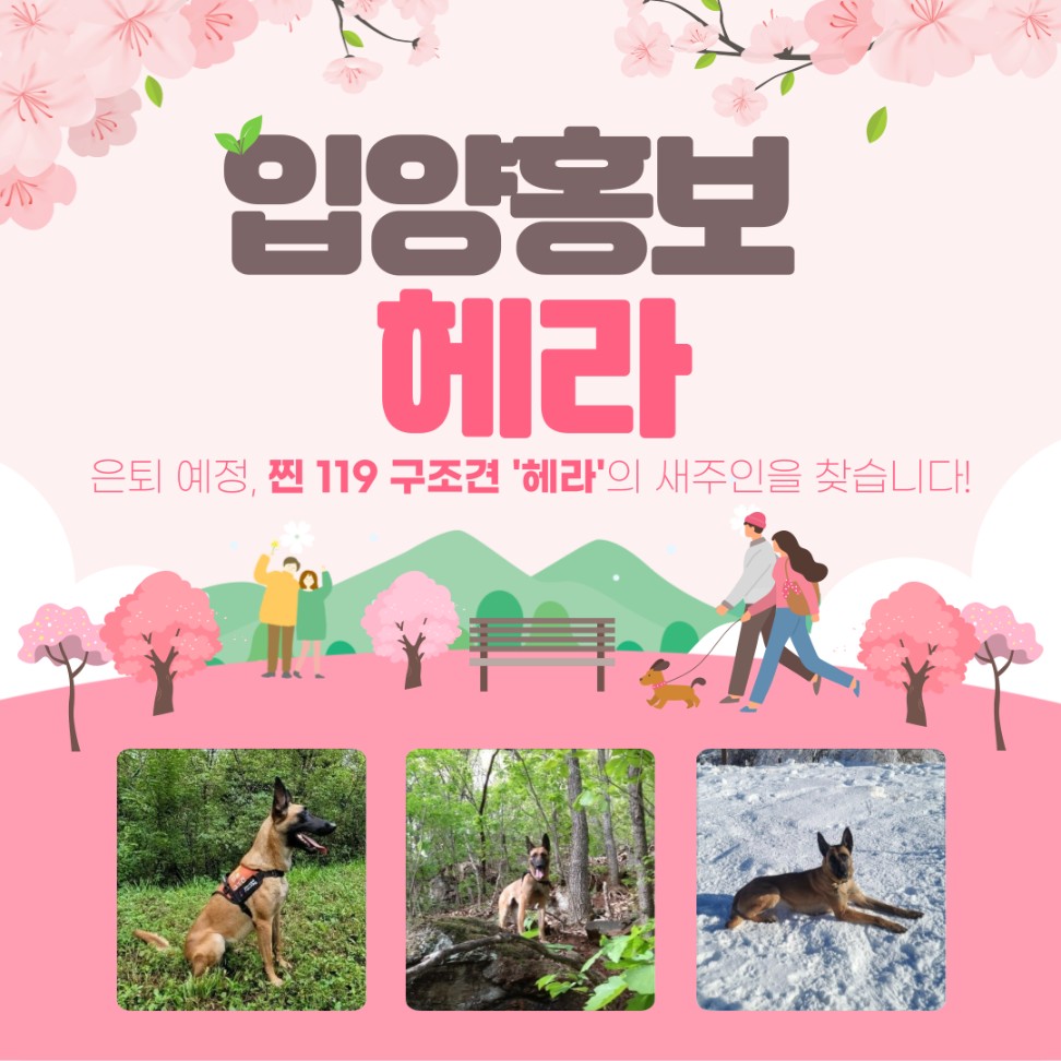 입양홍보 헤라