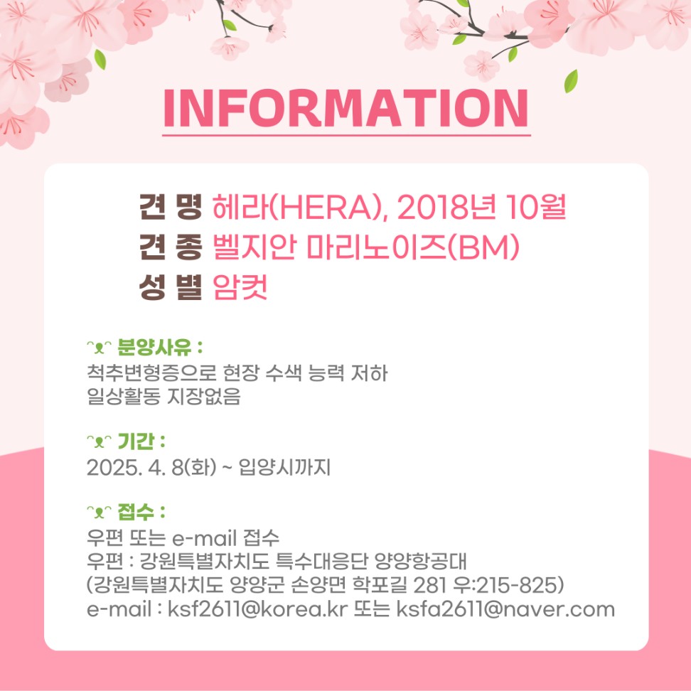 입양홍보 헤라