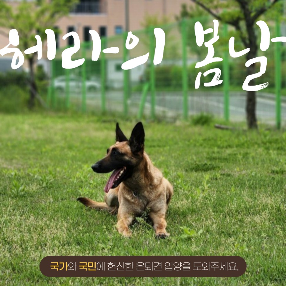입양홍보 헤라