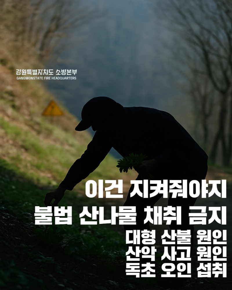 250411 이건 지켜줘야지 불법 산나물 채취 금지.jpg